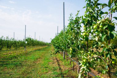 Elma ağaçlarının ticari amaçlar için endüstriyel bir ortamda yetiştirilmesi
