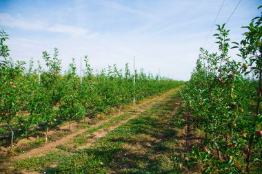 Elma ağaçlarının ticari amaçlar için endüstriyel bir ortamda yetiştirilmesi