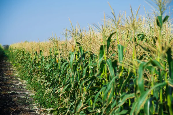 Mazorcas Maíz Maduran Lentamente Campo Bajo Los Rayos Del Sol — Foto de Stock