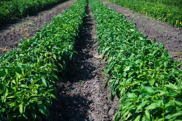 Paprika Bushes Grow Neat Rows Large Field — Stock Photo, Image