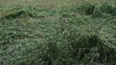 Freshly cut organic alfalfa hay field. Preparation of feed for cows. Agricultural industry