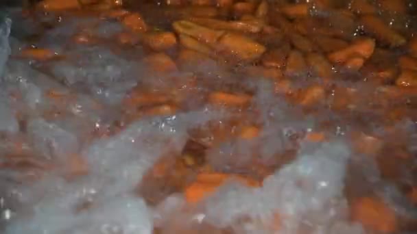 Carrot Cleaned Washed Dried Frozen Further Storage Industrial Line Processing — Stock video