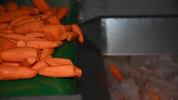 Carrot Cleaned Washed Dried Frozen Further Storage Industrial Line Processing — Video