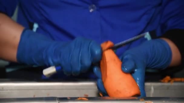 Carrot Cleaned Washed Dried Frozen Further Storage Industrial Line Processing — Stockvideo
