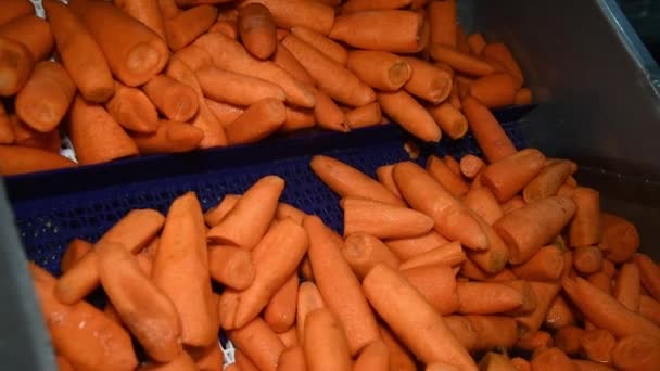 Carrot Cleaned Washed Dried Frozen Further Storage Industrial Line Processing — Wideo stockowe