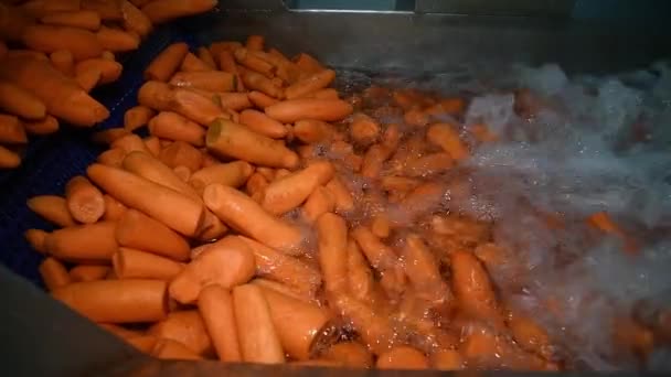 Carrot Cleaned Washed Dried Frozen Further Storage Industrial Line Processing — Video