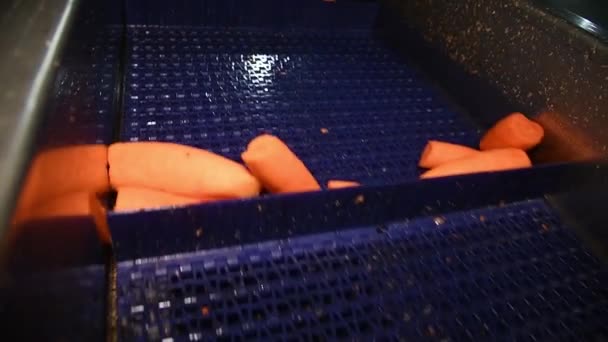Carrot Cleaned Washed Dried Frozen Further Storage Industrial Line Processing — Video