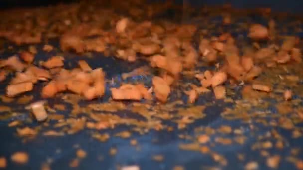 Морковь Чистят Моют Сушат Заморозят Дальнейшего Хранения Промышленная Линия Переработке — стоковое видео