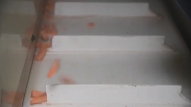 Carrot Cleaned Washed Dried Frozen Further Storage Industrial Line Processing — Video