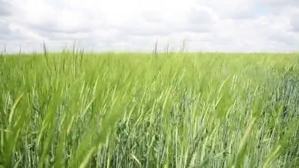 Ripening Crops Warm Sun Wind Sways Thick Barley Field Creating — Stockvideo