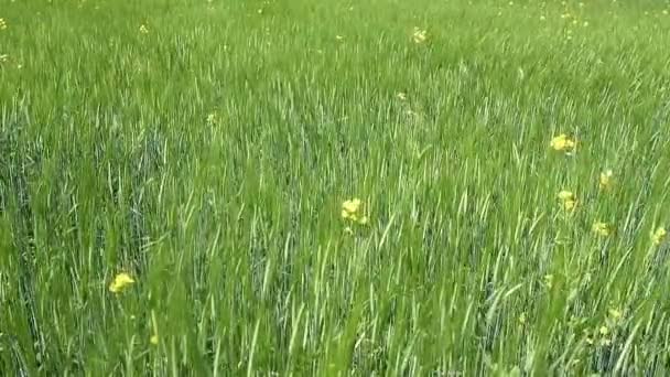 Ripening Crops Warm Sun Wind Sways Thick Barley Field Creating — Video