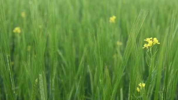 Ripening Crops Warm Sun Wind Sways Thick Barley Field Creating — Stockvideo