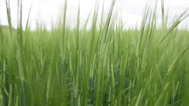 Ripening Crops Warm Sun Wind Sways Thick Barley Field Creating — Stockvideo