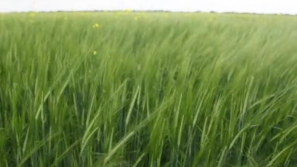 Ripening Crops Warm Sun Wind Sways Thick Barley Field Creating — Wideo stockowe