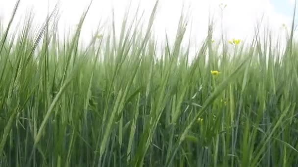 Ripening Crops Warm Sun Wind Sways Thick Barley Field Creating — Stockvideo