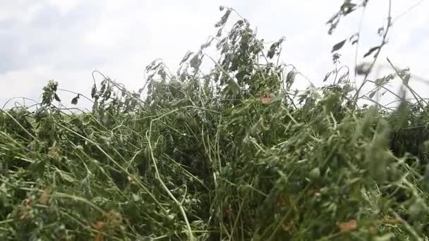 Freshly Cut Organic Alfalfa Hay Field Preparation Feed Cows Agricultural — Stock video