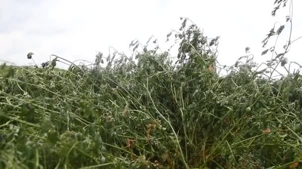 Freshly Cut Organic Alfalfa Hay Field Preparation Feed Cows Agricultural — Video Stock