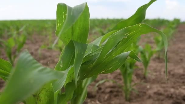 Ряди Молодих Пагонів Кукурудзи Кукурудзяному Полі — стокове відео