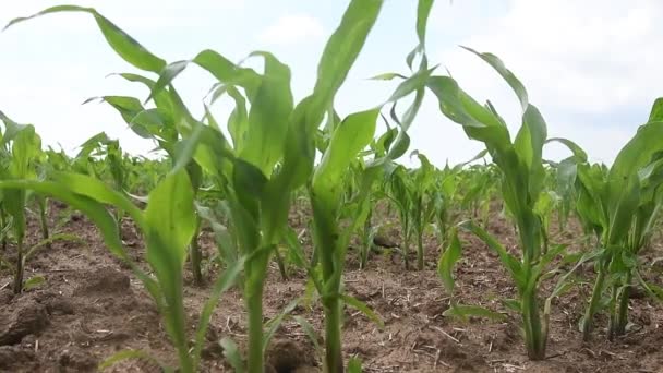 Ряди Молодих Пагонів Кукурудзи Кукурудзяному Полі — стокове відео