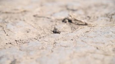 Büyük bir çekirge popülasyonu yiyecek aramak için bozkırda uçar ve tarım arazilerine büyük zarar verir..