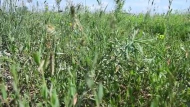 Büyük bir çekirge popülasyonu yiyecek aramak için bozkırda uçar ve tarım arazilerine büyük zarar verir..