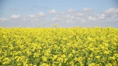 Hardal çiçeği tarlası sarı renkler Mavi gökyüzü ve açık bulutlu güzel bir yaz günü
