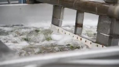 Sebzelerin korunması. Salatalıkları işlemek ve muhafaza etmek için bir sanayi hattı. Taze salatalıklar uzun süreli depolama için cam kavanozlarda yıkanır, turşulur ve korunur.