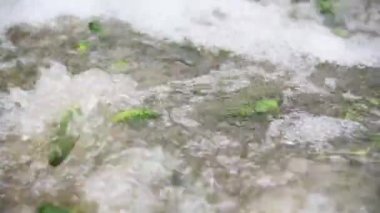 Sebzelerin korunması. Salatalıkları işlemek ve muhafaza etmek için bir sanayi hattı. Taze salatalıklar uzun süreli depolama için cam kavanozlarda yıkanır, turşulur ve korunur.