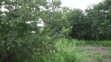 Meşe fidanları çocuk odasında güneş ışınlarının altında sıra sıra yetişir.