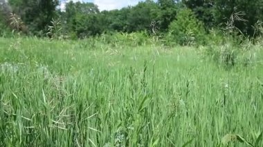 Rüzgarda uçuşan yeşil çimen, rüzgarda sallanan gümüş yeşil çimen çiçeği..