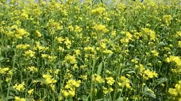 Champ Fleurs Moutarde Couleurs Jaunes Une Belle Journée Été Avec — Video