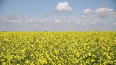Hardal çiçeği tarlası sarı renkler Mavi gökyüzü ve açık bulutlu güzel bir yaz günü