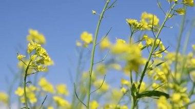Hardal çiçeği tarlası sarı renkler Mavi gökyüzü ve açık bulutlu güzel bir yaz günü
