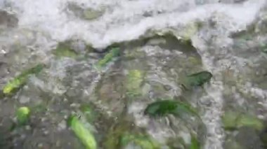 Sebzelerin korunması. Salatalıkları işlemek ve muhafaza etmek için bir sanayi hattı. Taze salatalıklar uzun süreli depolama için cam kavanozlarda yıkanır, turşulur ve korunur.