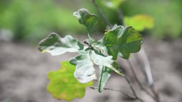 Los Plantones Roble Crecen Vivero Hileras Bajo Los Rayos Del — Vídeos de Stock