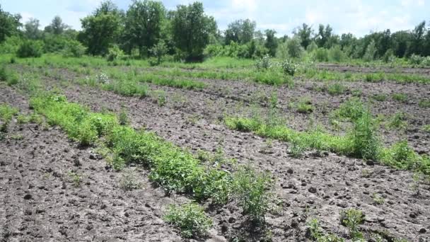 Саджанці Дуба Ростуть Розпліднику Рядами Під Променями Сонця — стокове відео