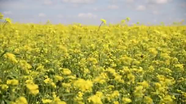 Campo Flores Mostarda Cores Amarelas Lindo Dia Verão Com Céu — Vídeo de Stock