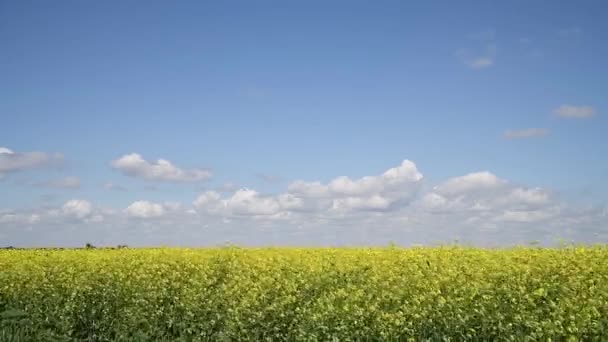 Mosterd Bloemenveld Geel Kleuren Een Mooie Zomerdag Met Blauwe Lucht — Stockvideo