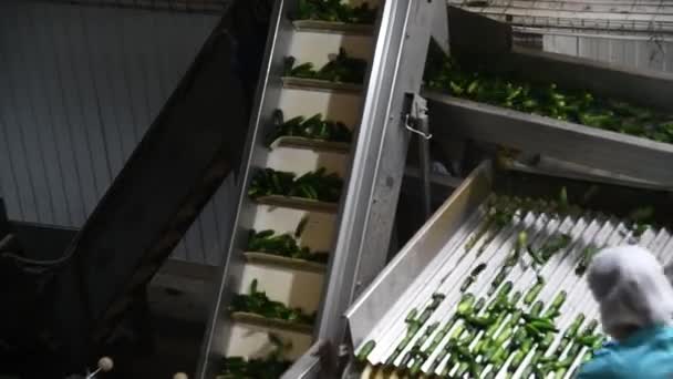 Conservación Verduras Una Línea Industrial Para Transformación Conservación Pepinos Los — Vídeos de Stock