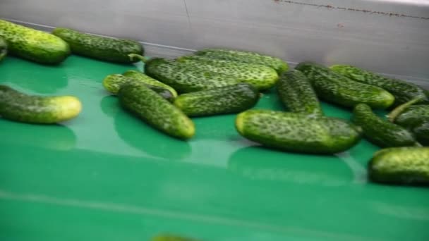 Preservação Vegetais Uma Linha Industrial Para Processamento Preservação Pepinos Pepinos — Vídeo de Stock