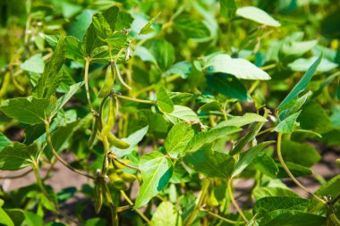 Yeşil bezelye tarlada büyüyor.