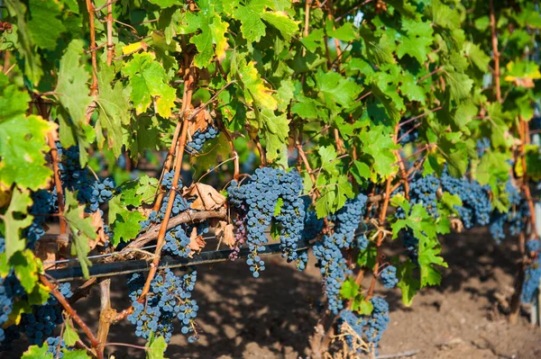 Vineyards Sunset Autumn Harvest Ripe Grapes Fall Season Close Bunches — Stock Photo, Image