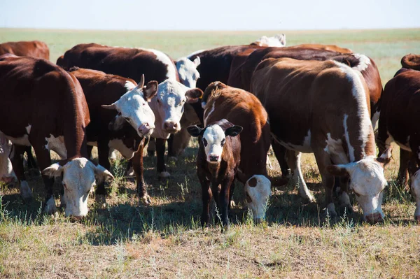 Vacas Campo Céu Azul Vacas Que Pastam Pastagens — Fotografia de Stock