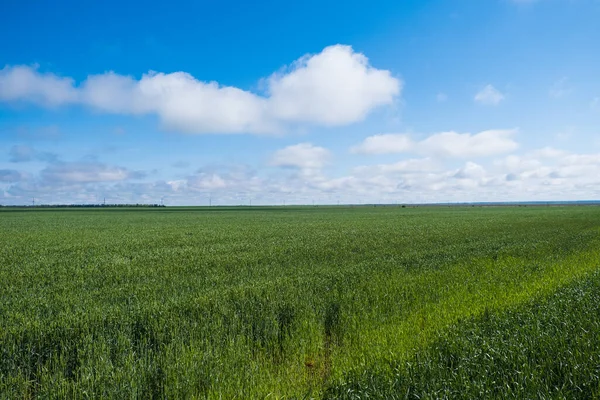 Gökyüzü Yeşil Buğdaylı Yaz Manzarası Tarım Endüstrisi — Stok fotoğraf