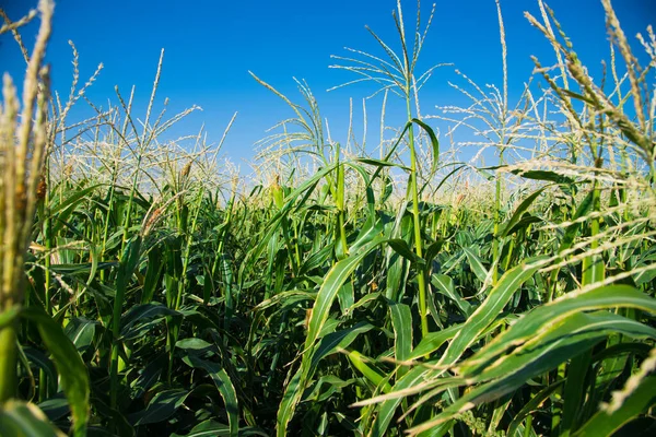 Mazorcas Maíz Maduran Lentamente Campo Bajo Los Rayos Del Sol — Foto de Stock