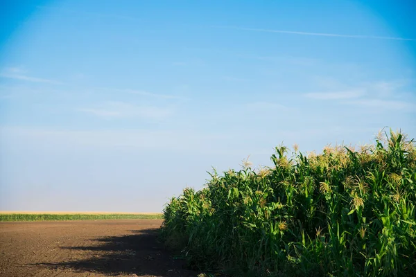 Ein Feld Aus Maisbüschen Wächst Vor Blauem Und Klarem Himmel — Stockfoto