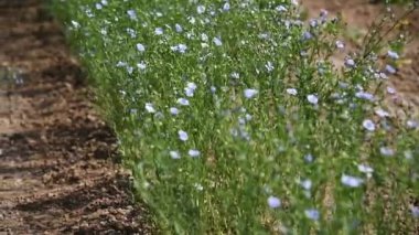 İlaç bitkisi Flax (Linum Usitatissimum), güneşli bir yaz gününde tarım alanında yetişir.