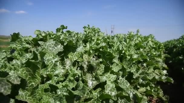 Gyógynövény Tejbogáncs Silybum Marianum Egy Mezőgazdasági Területen Foltos Zöld Fehér — Stock videók