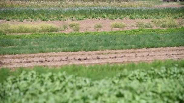 Medicinale Plant Melkdistel Silybum Marianum Groeit Een Landbouwgebied Gespot Groene — Stockvideo