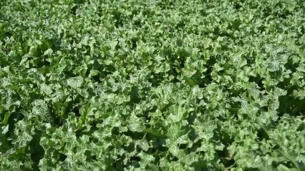 Pianta Medicinale Cardo Mariano Silybum Marianum Cresce Campo Agricolo Foglie — Video Stock